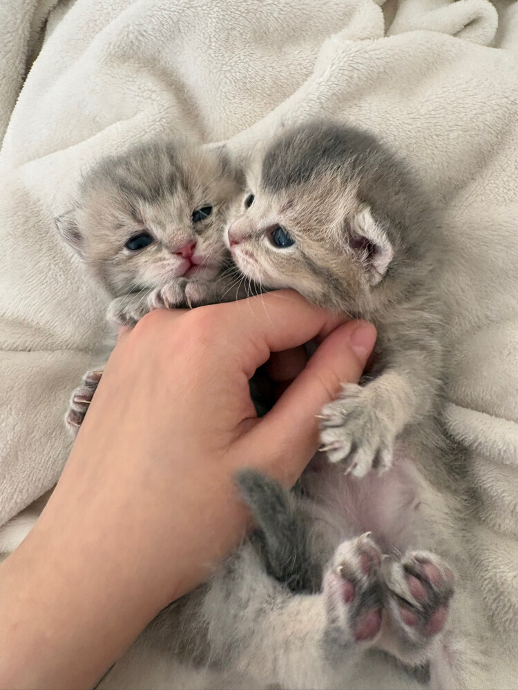kittens british short hair  - 2
