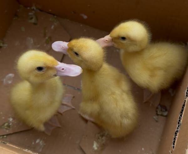 Very healthy yellow ducklings - 1