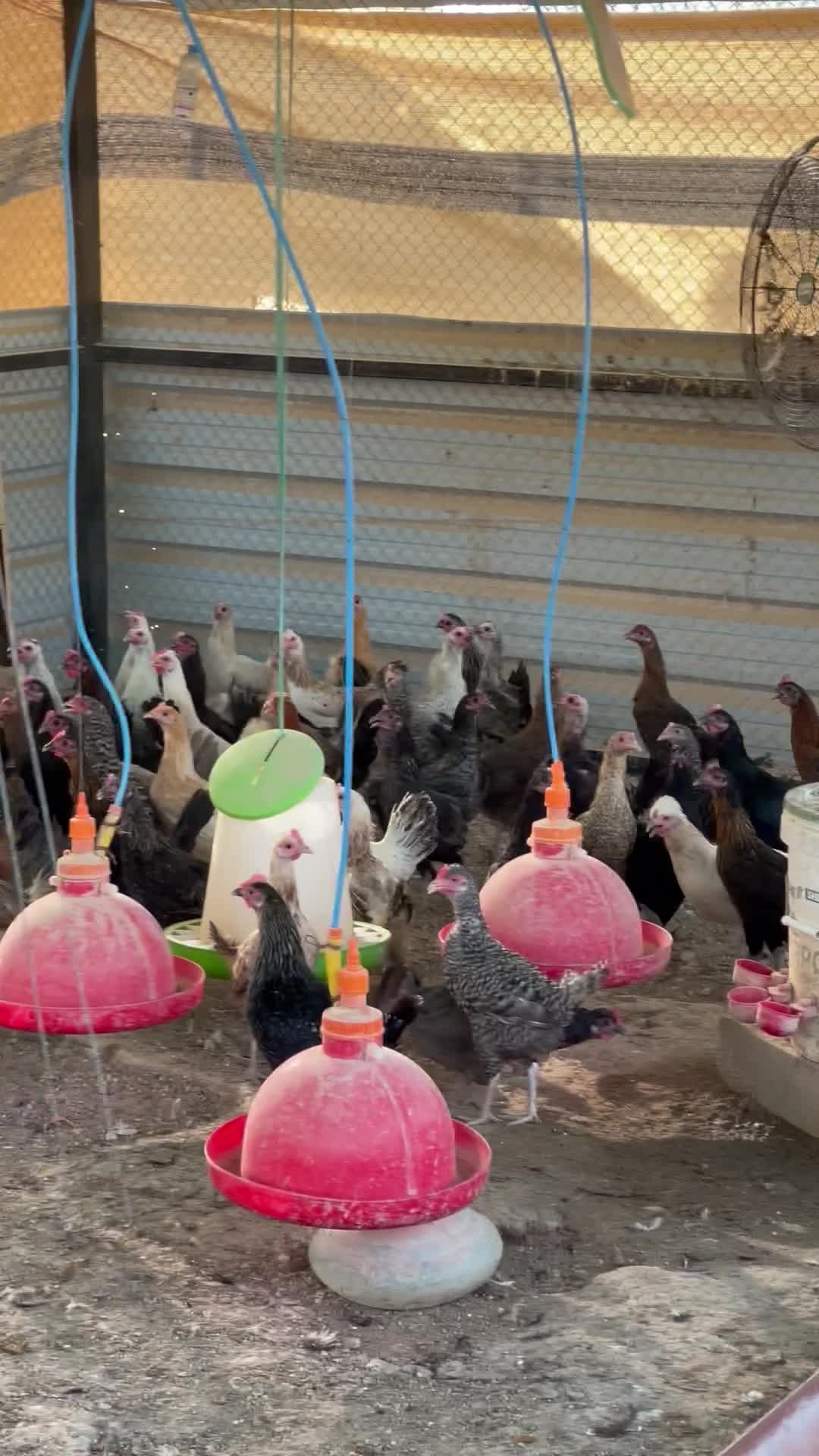 Chicken coop - 6