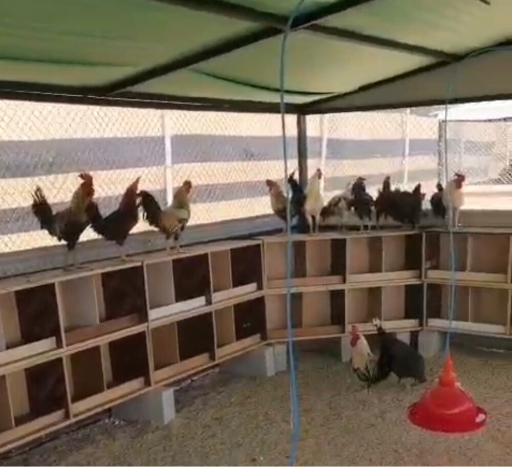 Chicken coop - 4