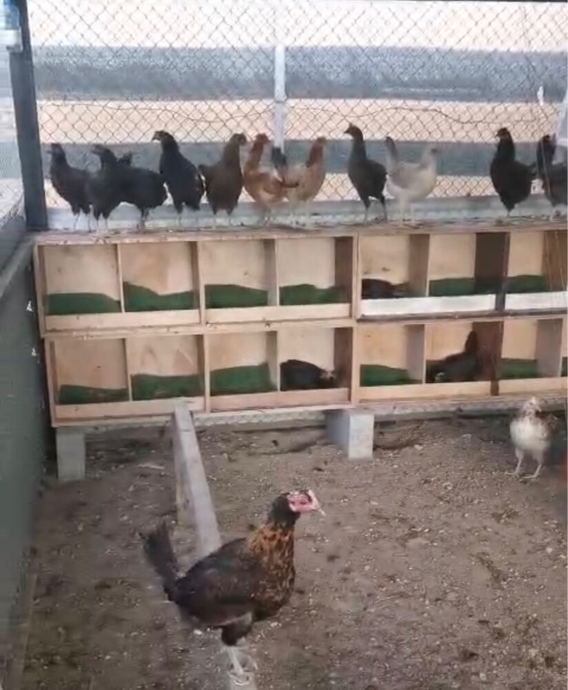 Chicken coop - 2
