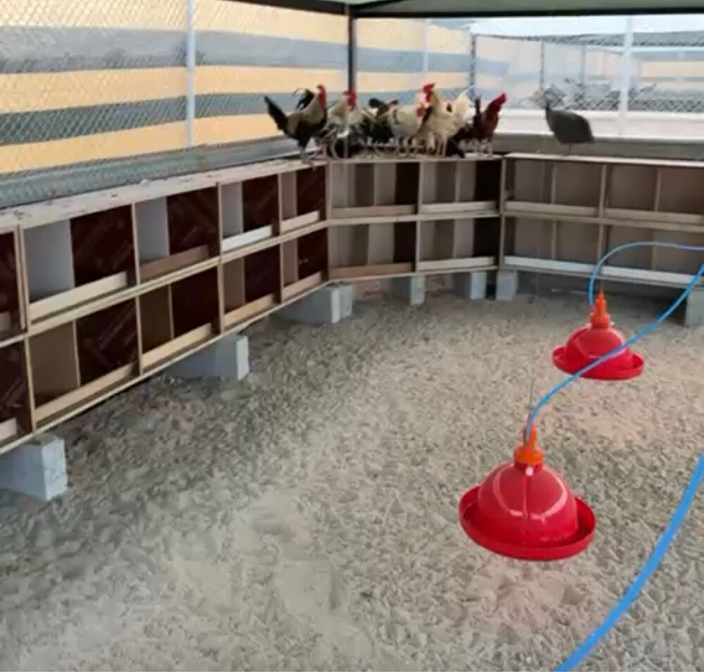 Chicken coop - 5