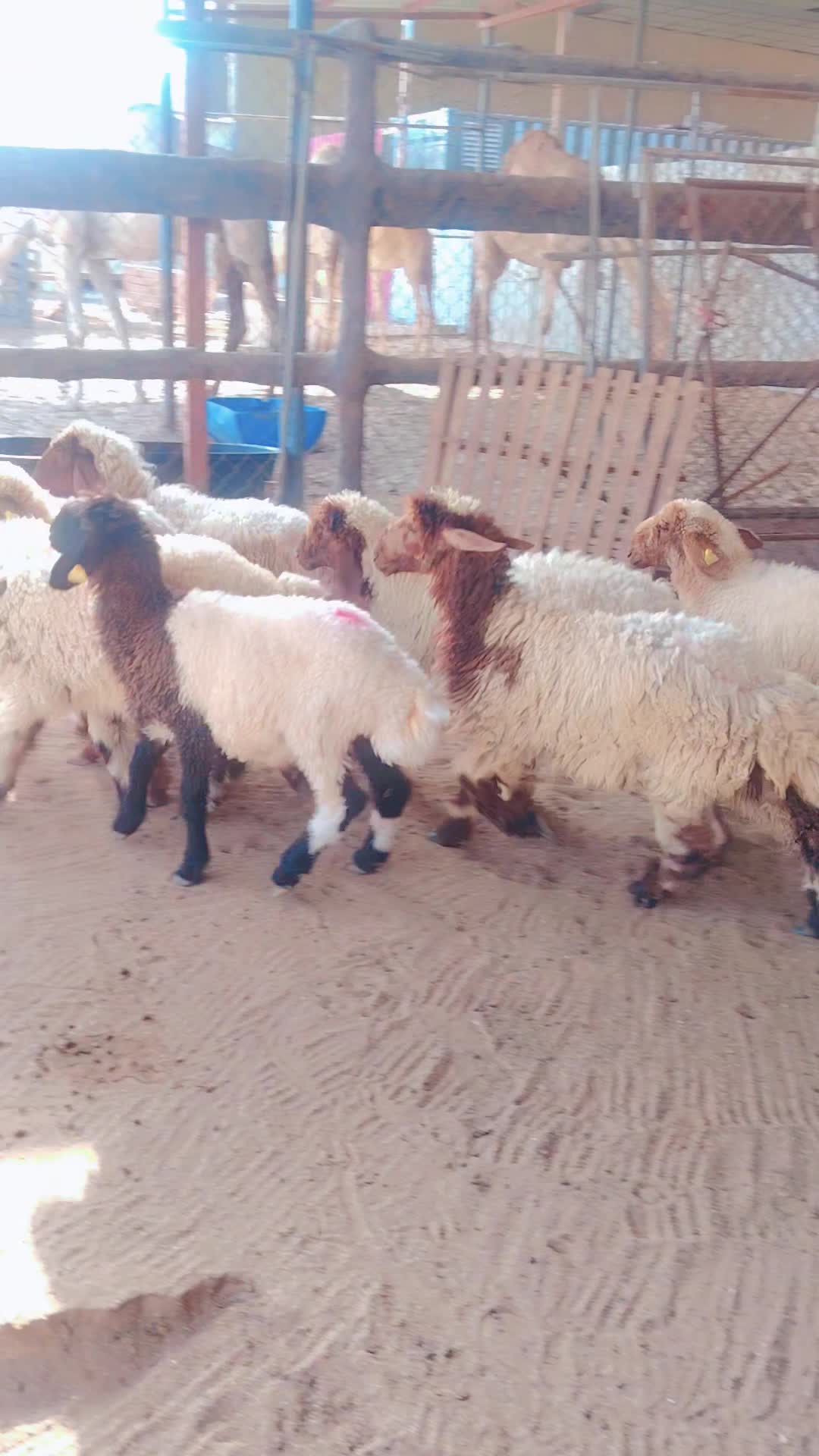 رخال سوريه. ٨ - 5