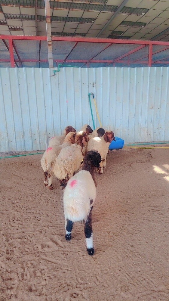 رخال سوريه. ٨ - 4
