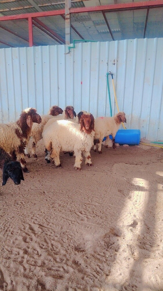 رخال سوريه. ٨ - 3