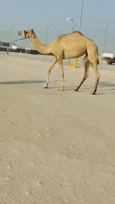 البيع بكره سنها لقيه - 1