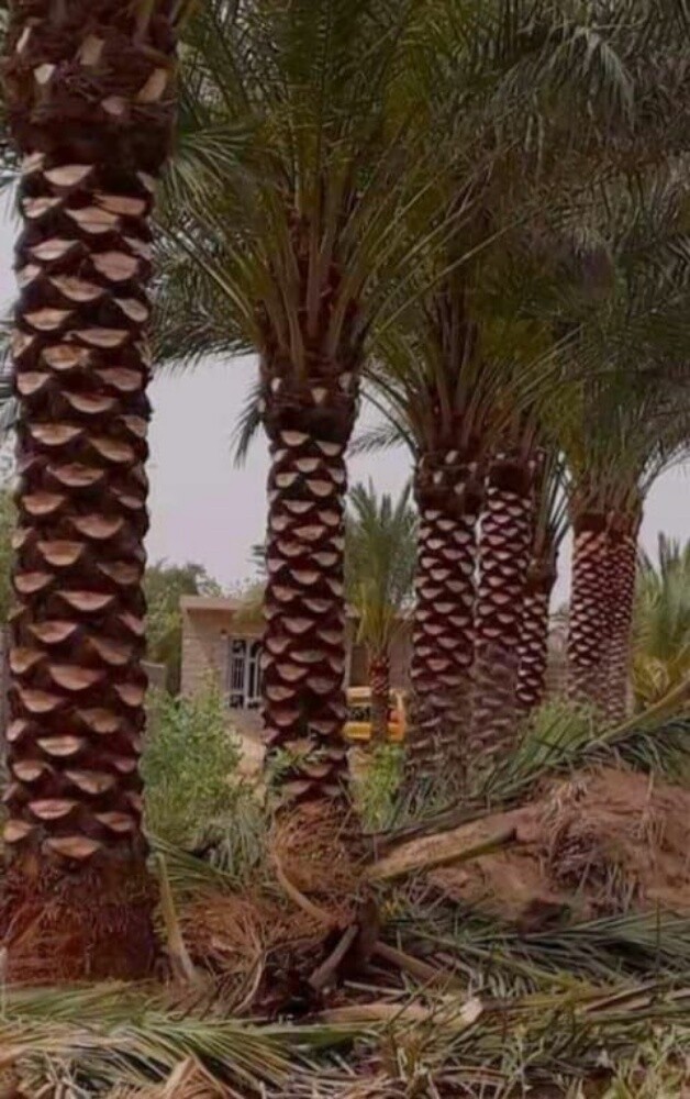 نخل مثمر - 1