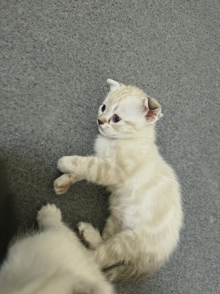 cat for sale - 2