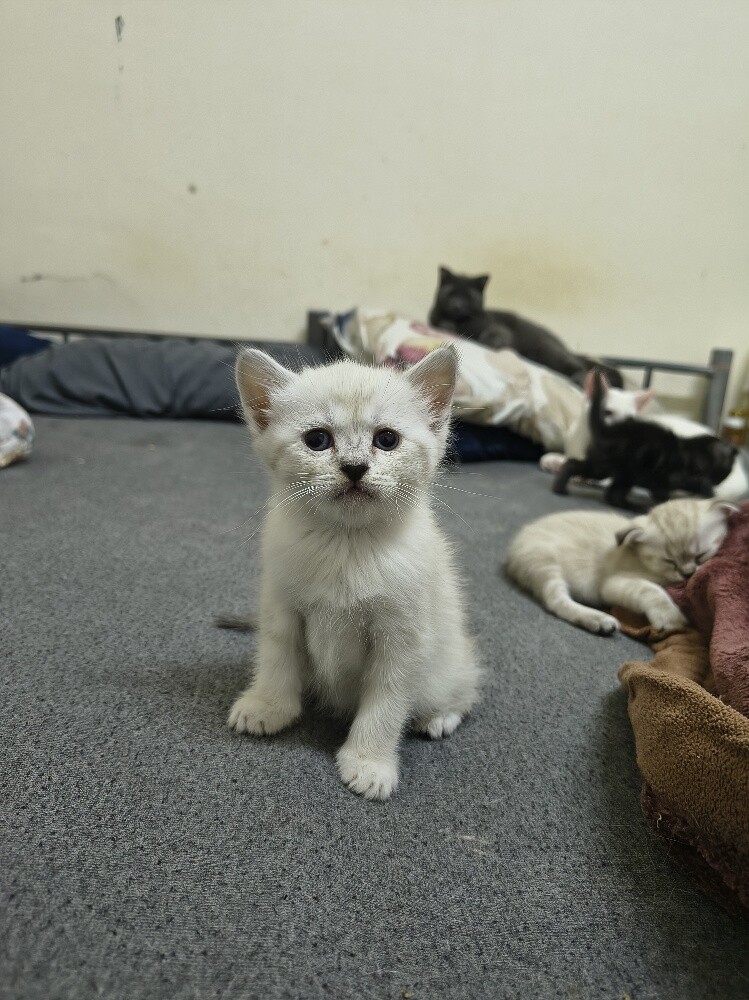 cat for sale - 4