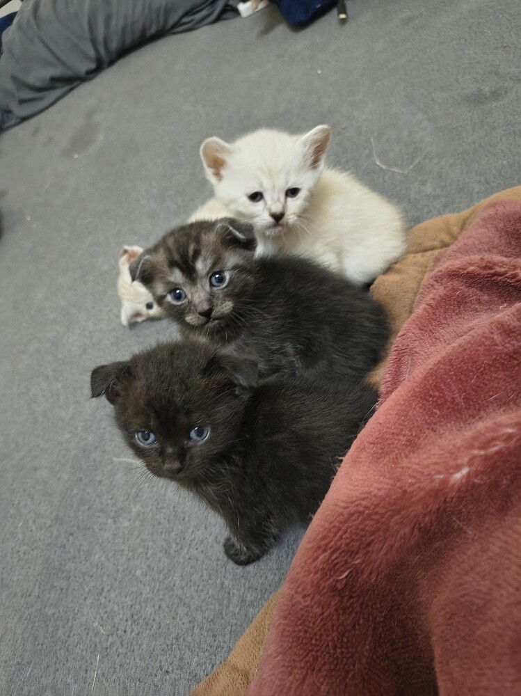 cat for sale - 3
