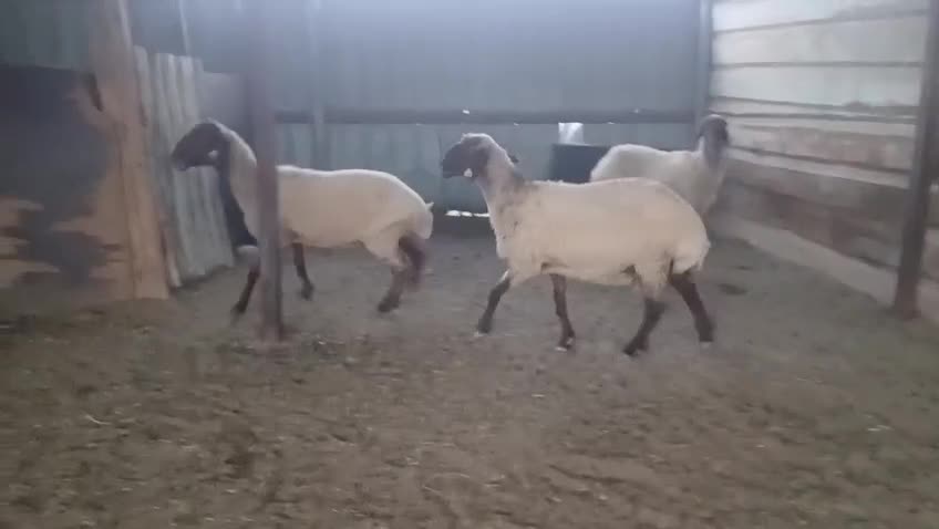 للبيع شويهات سوريه طيبه - 1