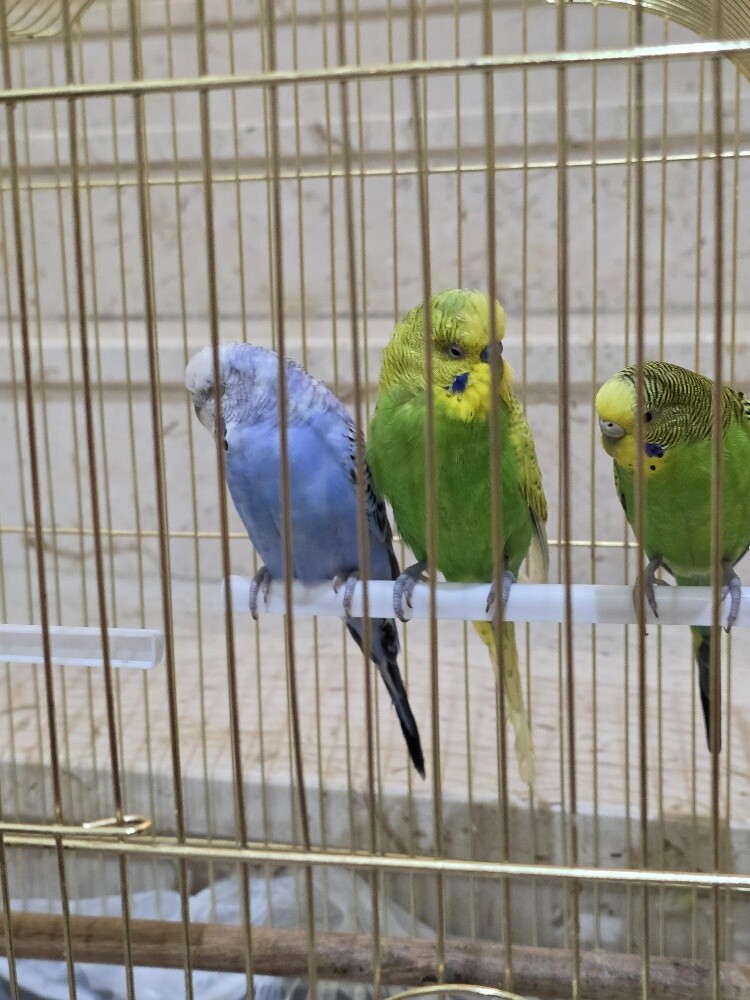 3 Budgerigar Birds for Sale - 2
