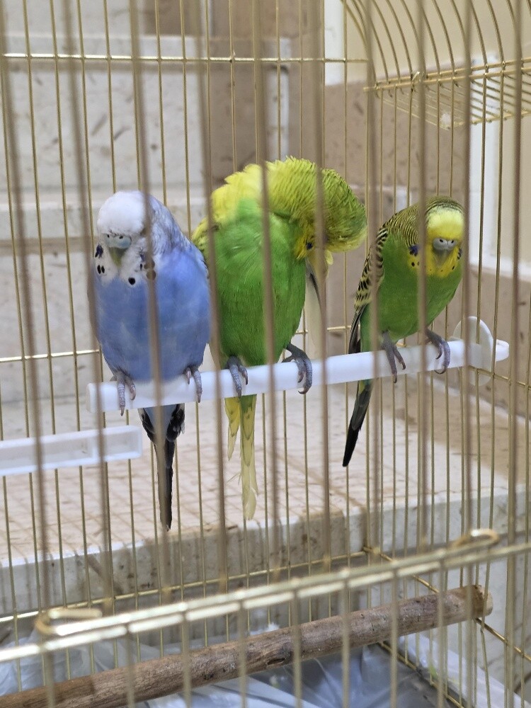 3 Budgerigar Birds for Sale - 3