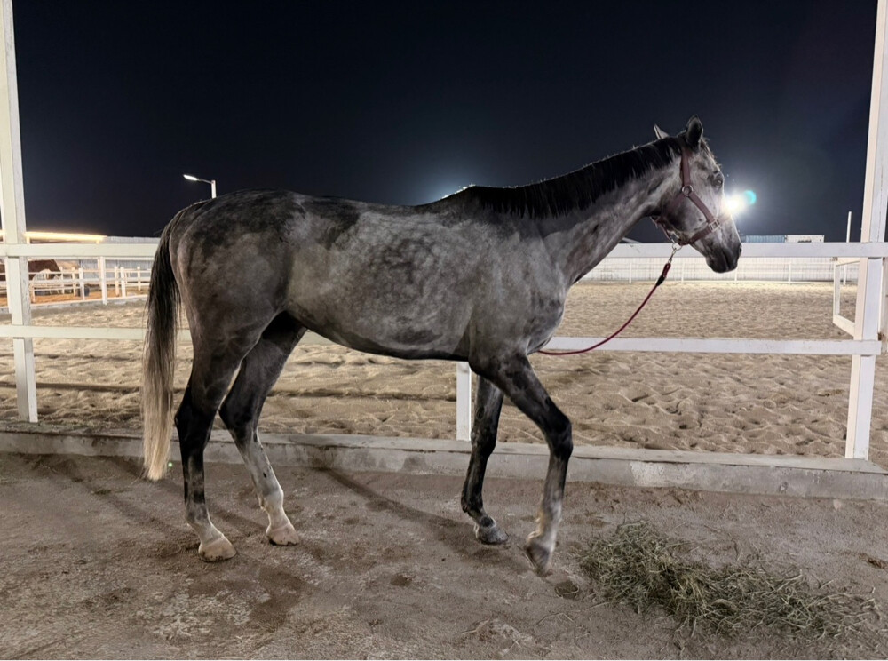 حصان ثيربرد - 2