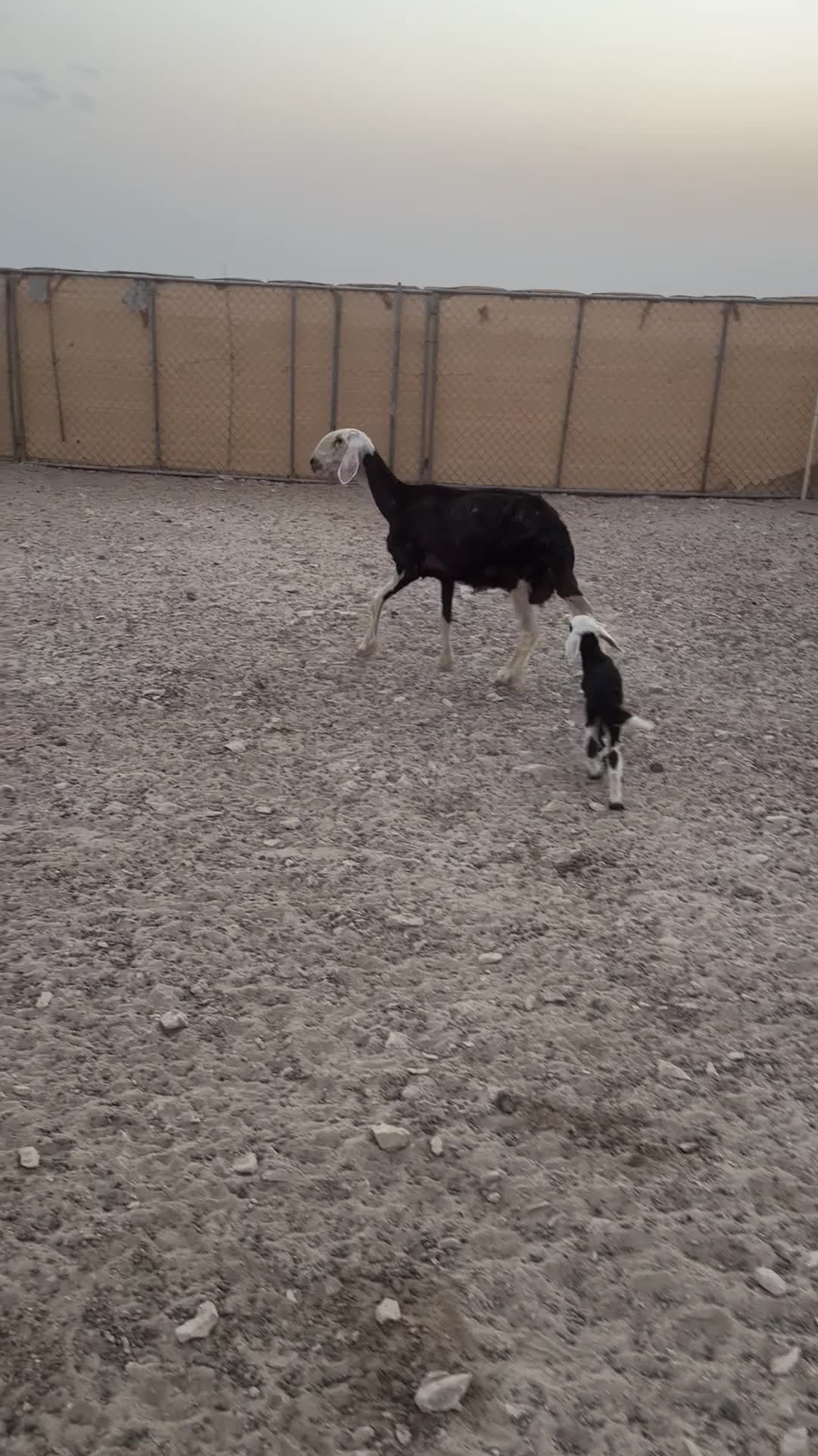 نجديه تحته رخل  - 1