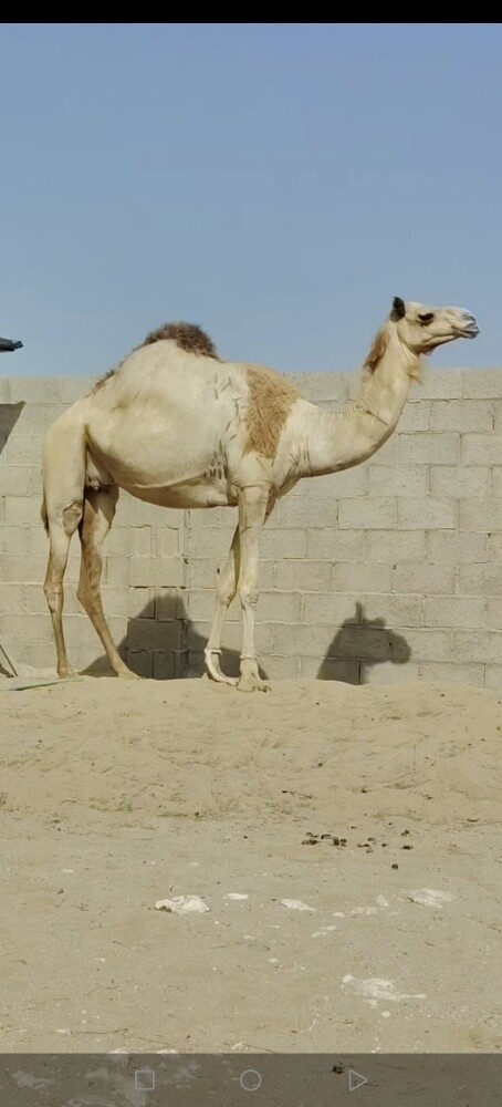 سودانية - 1