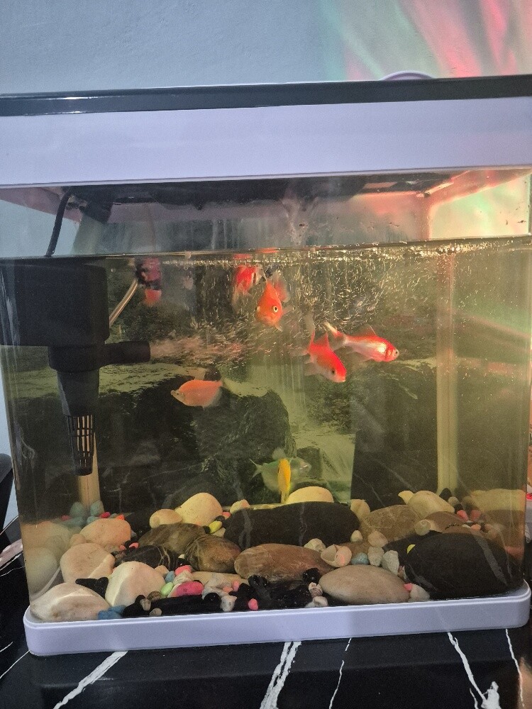 Fish tank and fish for sale - 3