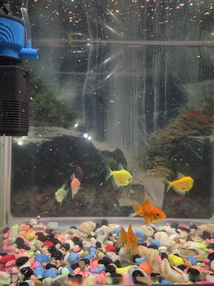 Fish tank and fish for sale - 2