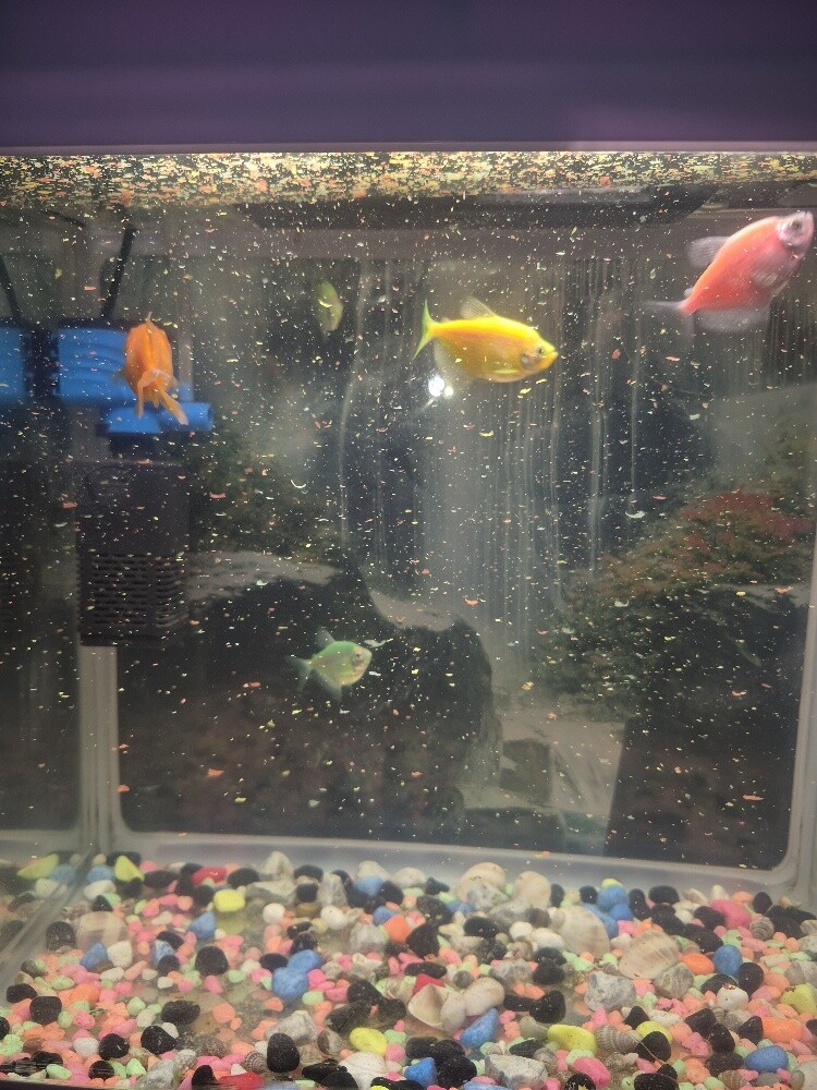 Fish tank and fish for sale - 4