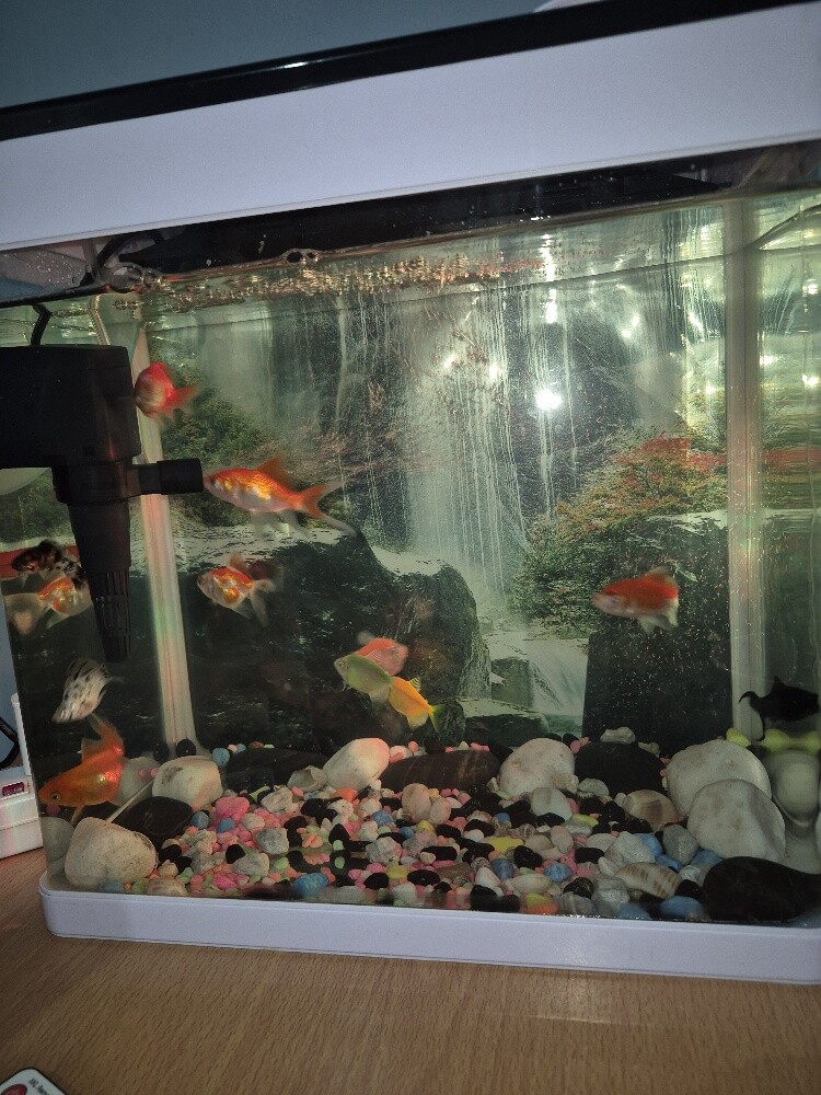 Fish tank and fish for sale - 5