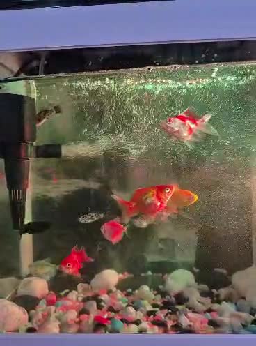 Fish tank and fish for sale - 1