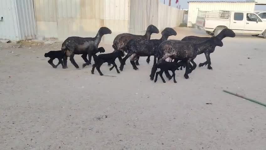 للبيع شويهات عرب وليد طيبه - 3