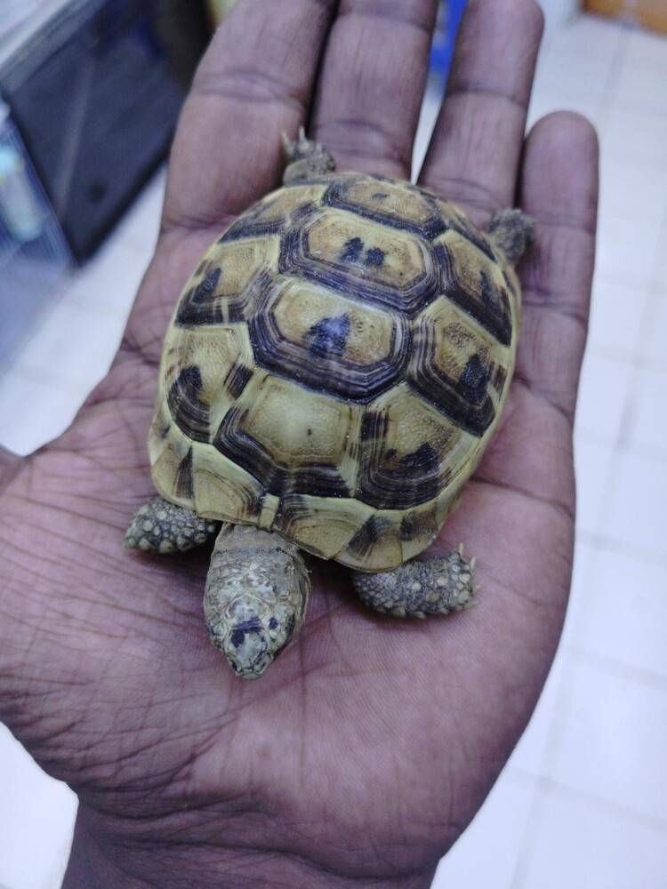 land turtles - 1