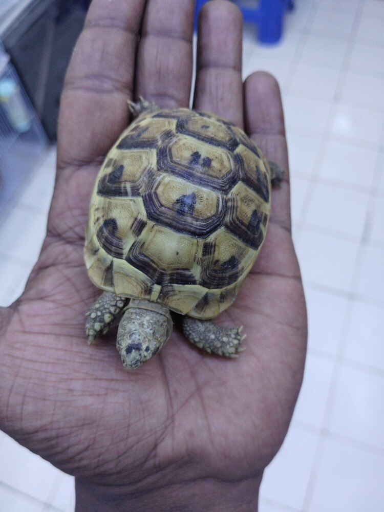 land turtles - 2