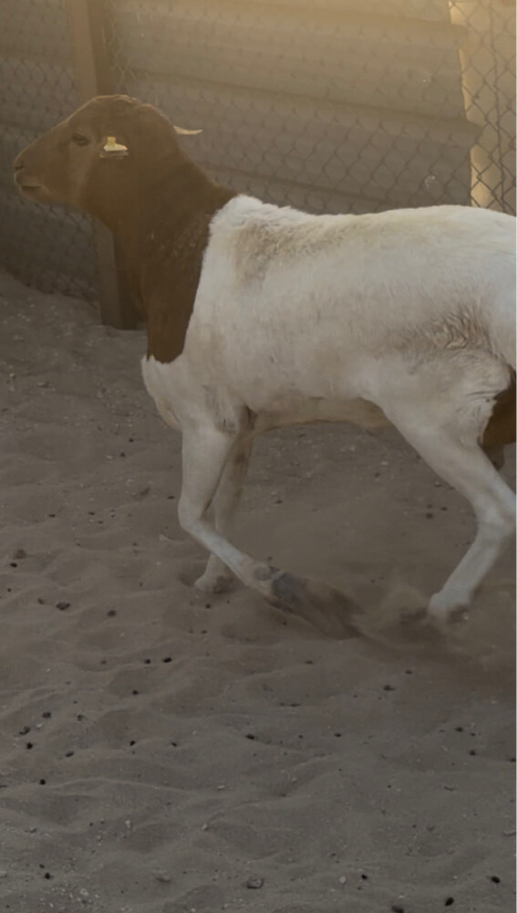 فحل بربري - 1