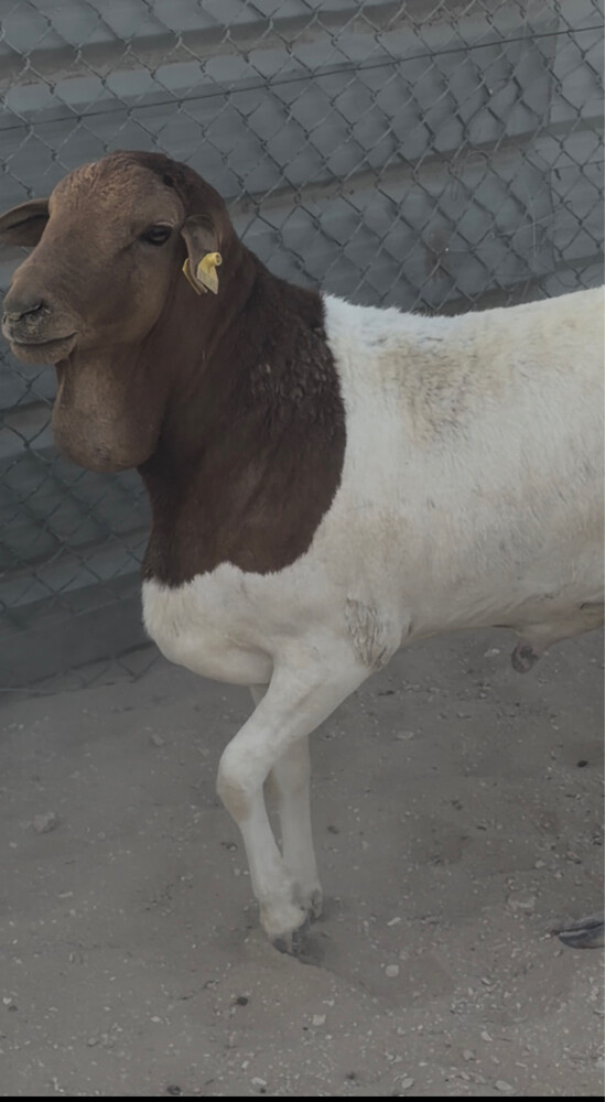 فحل بربري - 2