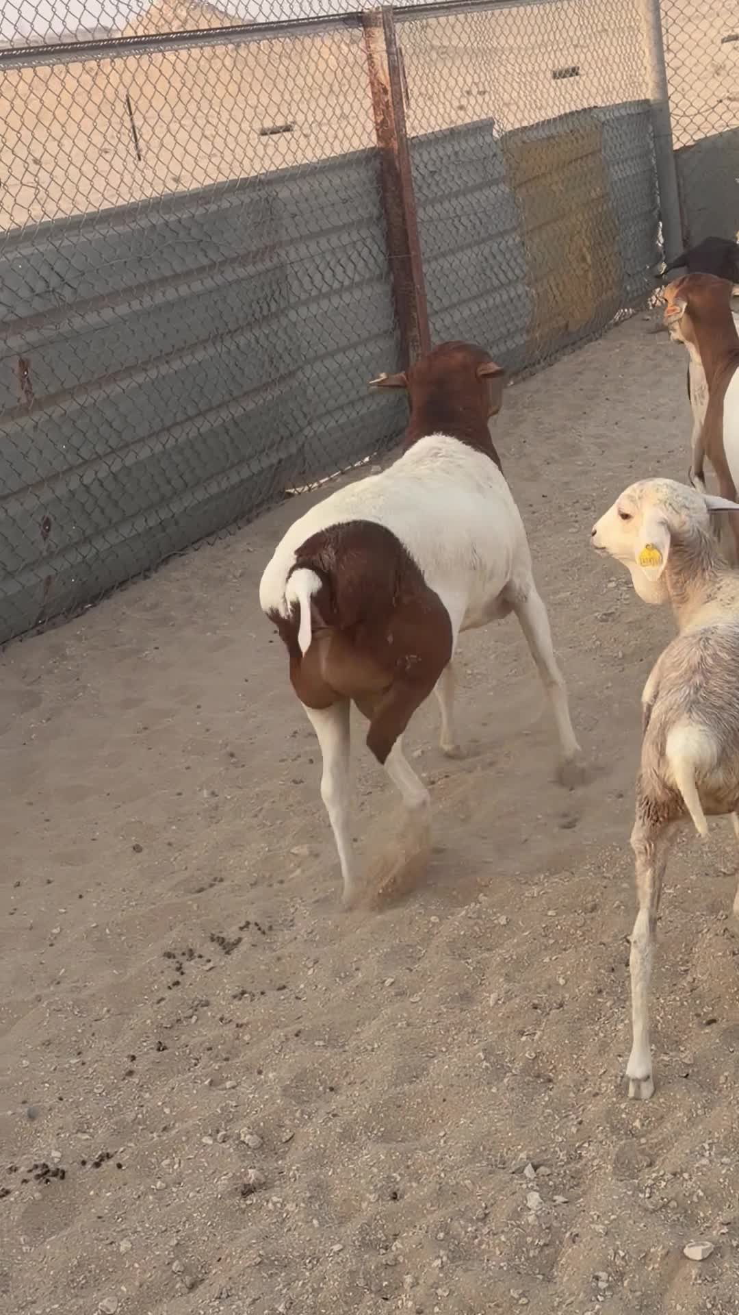 فحل بربري - 3