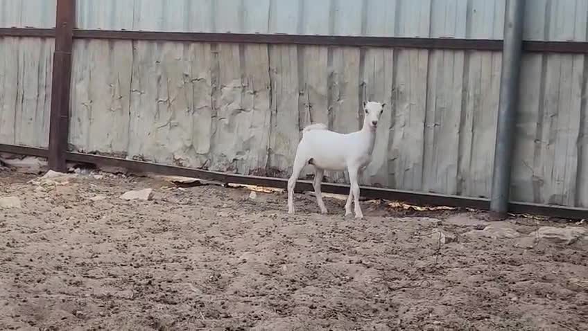 للبيع جمده عمانية - 1