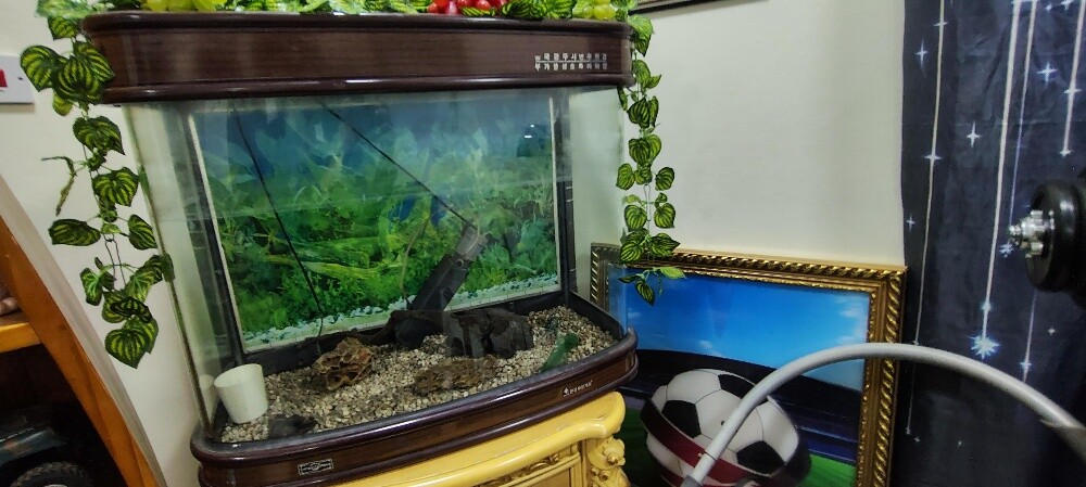 fish aquarium - 2
