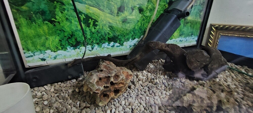 fish aquarium - 3