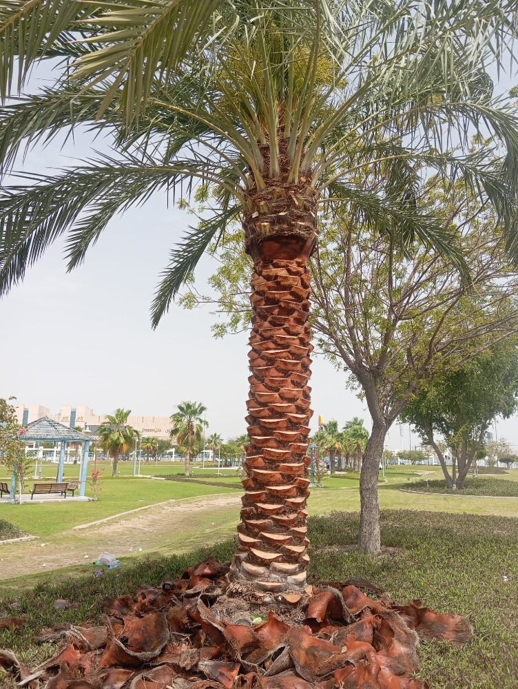 تنظيف وشنطونيا ونخيل ت٥٥٧٤٤٣٦٣ - 2