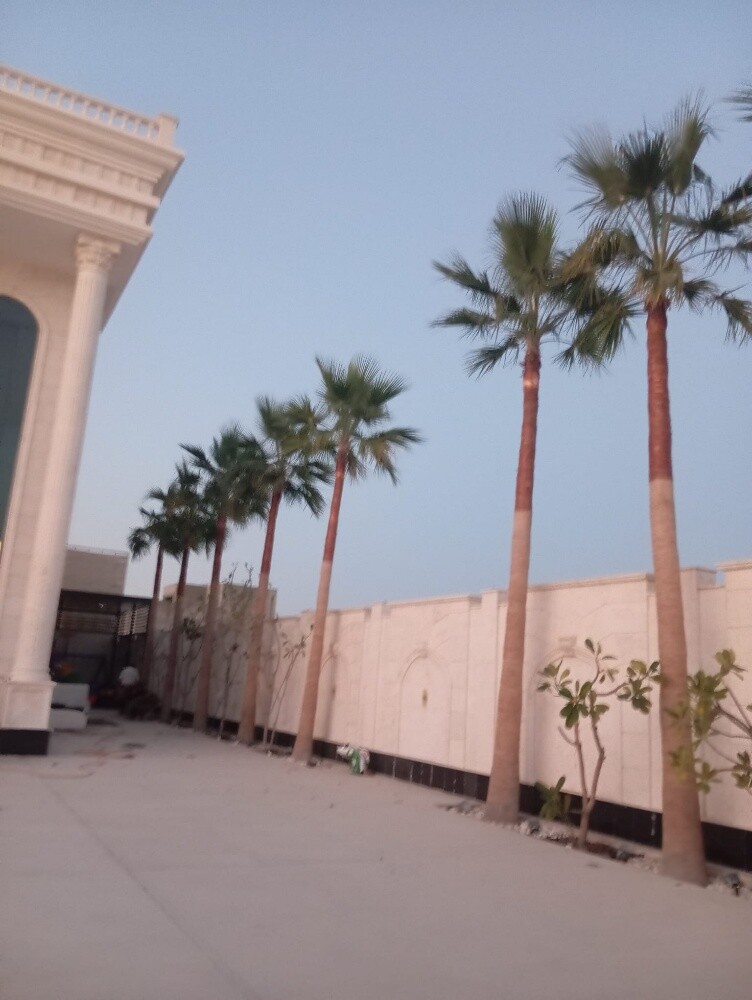 تنظيف وشنطونيا ونخيل ت٥٥٧٤٤٣٦٣ - 4