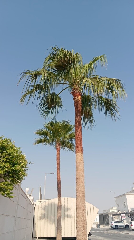 تنظيف وشنطونيا ونخيل ت٥٥٧٤٤٣٦٣ - 3