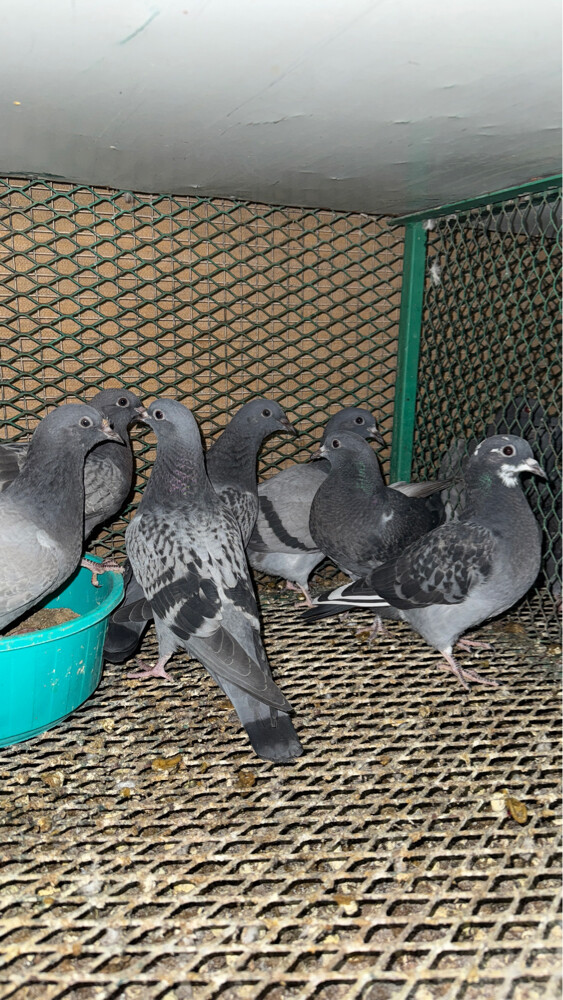 للبيع حمام دحول الجوز ب 40 - 3