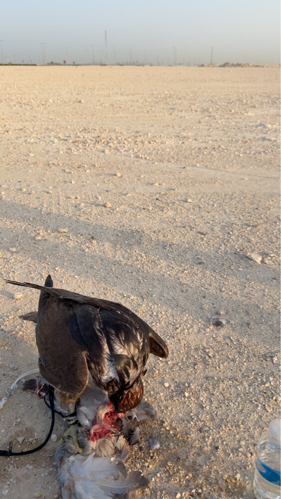 وكري - 2