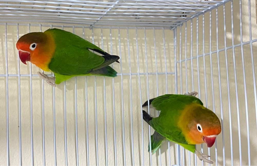 African love birds with cage=Qr250 - 2