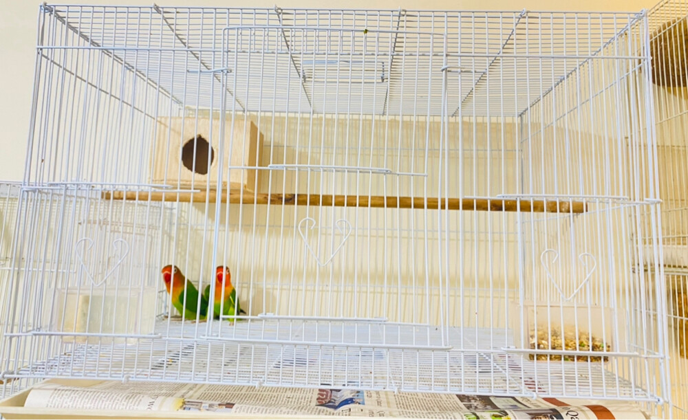 African love birds with cage=Qr250 - 1