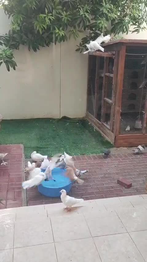 Pigeon Aviary with Pigeons - 8