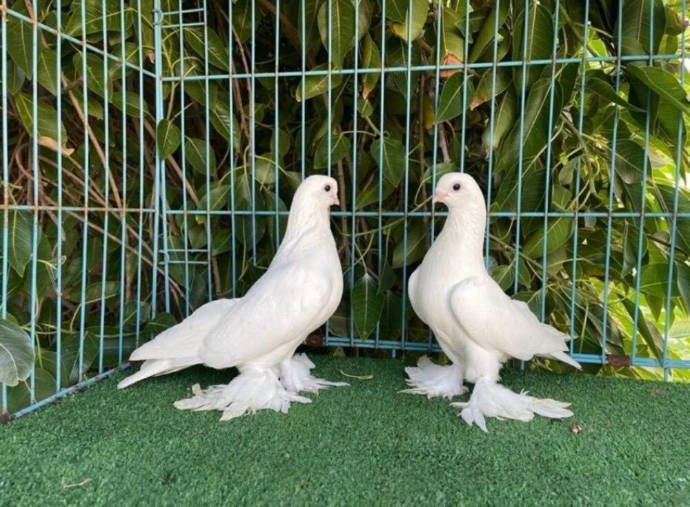 safaki breeding pair - 1