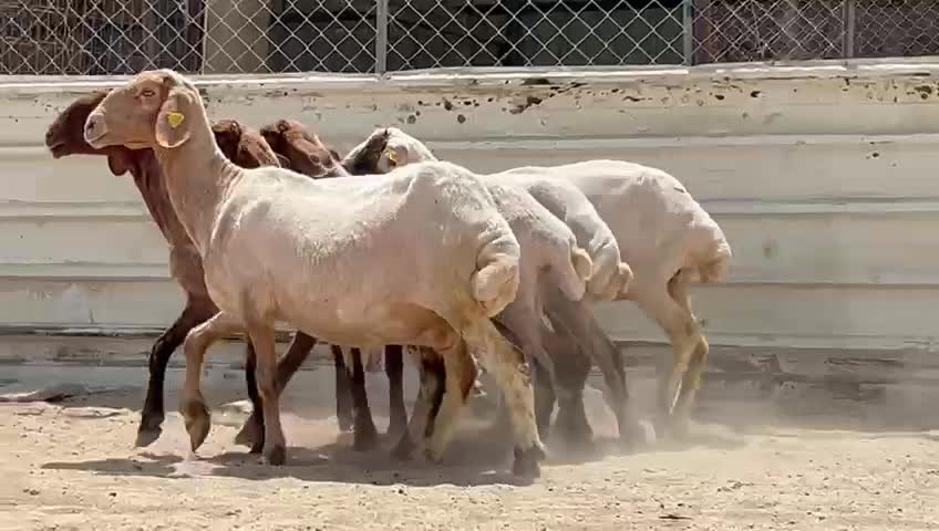 للبيع شوهات سوريه مقنوي - 1