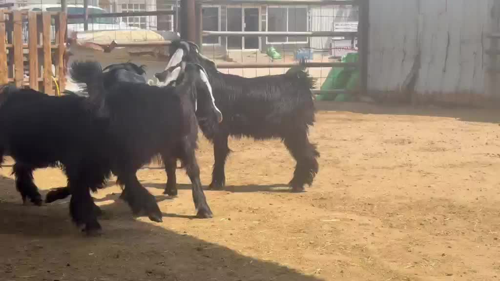 للبيع جمدات عوارض مقنوي - 1