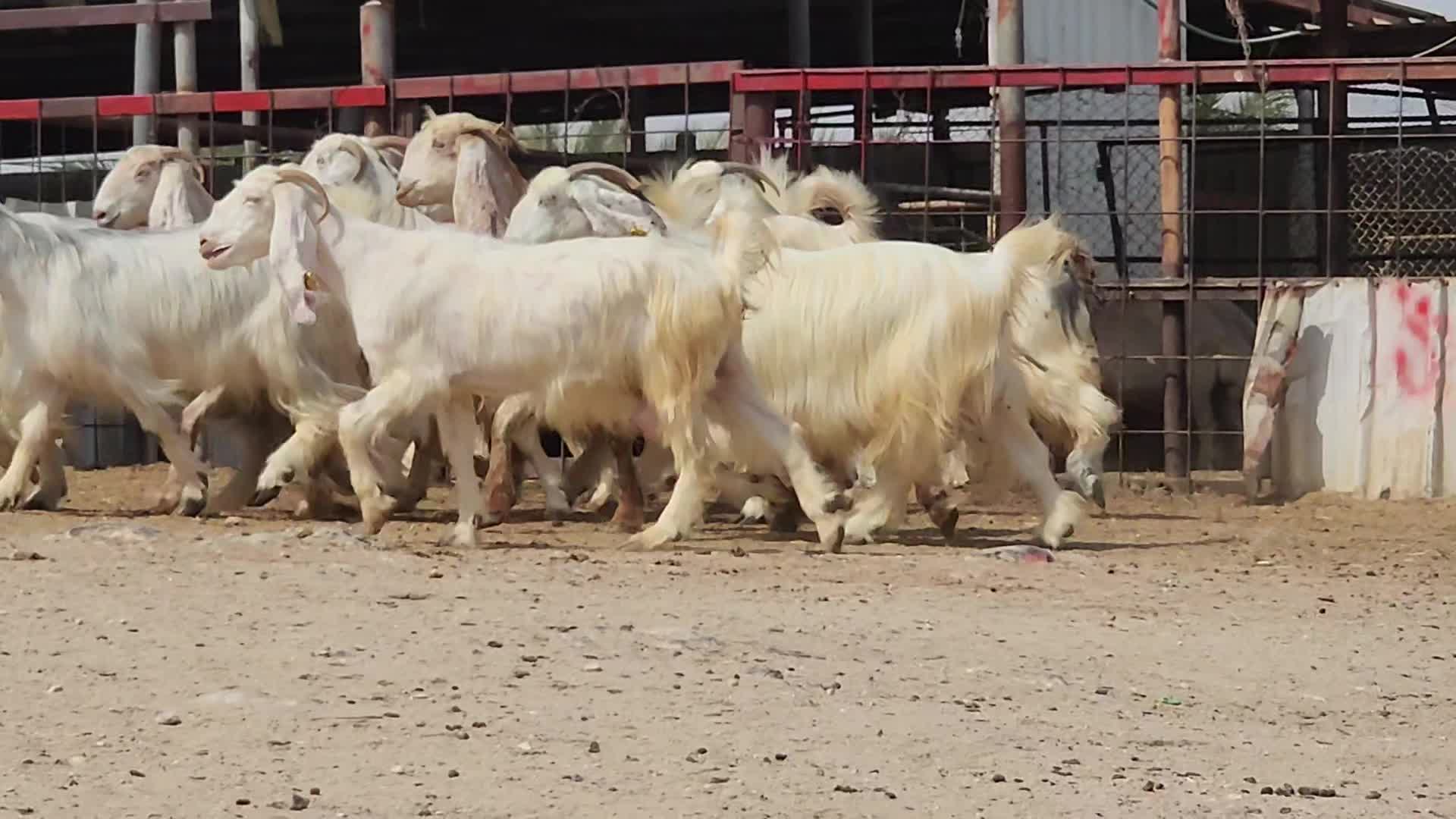 عوارض بيض - 1