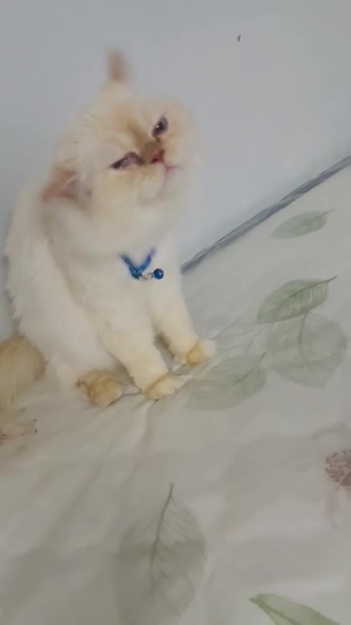 Persian cat, Urgent selling, - 3