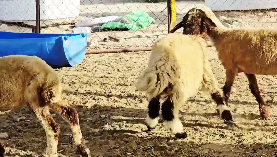 رخال تربيه طيبه - 1