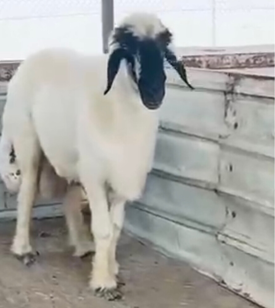 للبيع فحل عربي صنف مشروط - 2