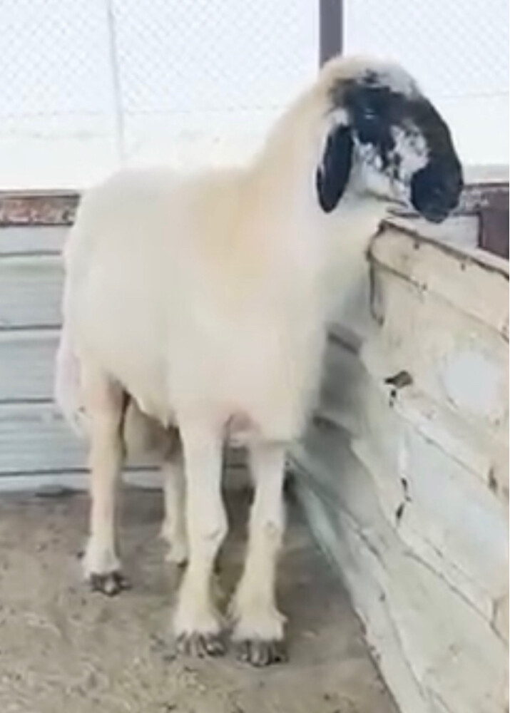 للبيع فحل عربي صنف مشروط - 1